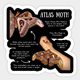 Animal Facts - Atlas Moth Sticker